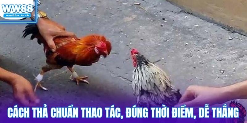 Cách thả gà đá chuẩn thao tác, đúng thời điểm, dễ thắng