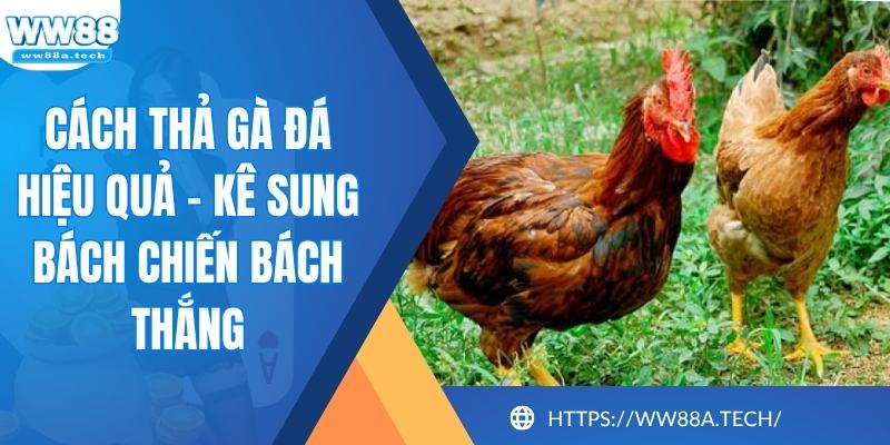 Cách Thả Gà Đá Hiệu Quả - Kê Sung Bách Chiến Bách Thắng