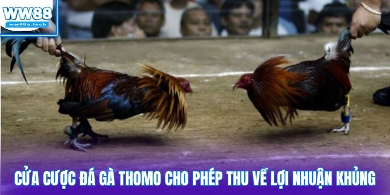 Cửa cược đá gà Thomo cho phép thu về lợi nhuận khủng