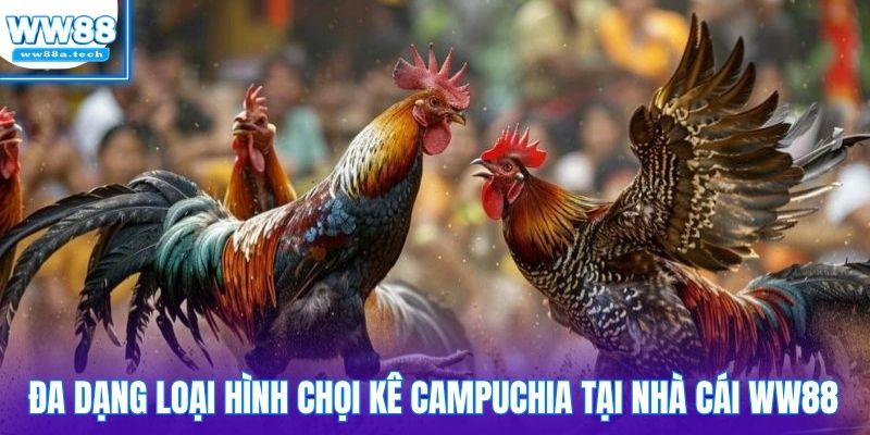 Đa dạng loại hình chọi kê Campuchia tại nhà cái WW88