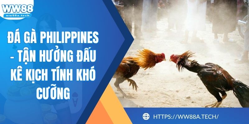 Đá Gà Philippines - Tận Hưởng Đấu Kê Kịch Tính Khó Cưỡng