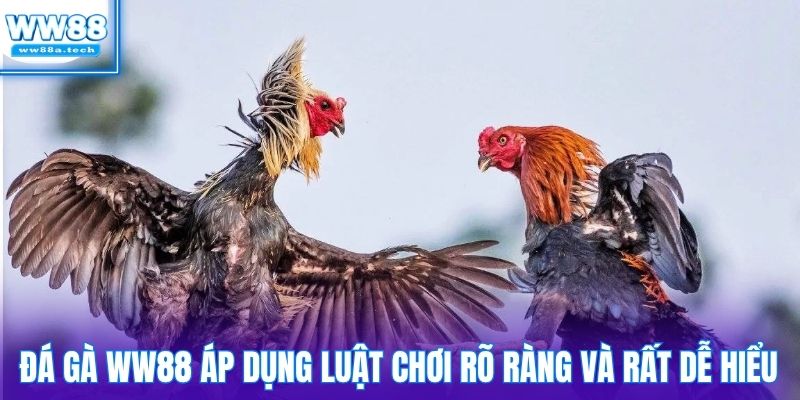 Đá gà WW88 áp dụng luật chơi rõ ràng và rất dễ hiểu