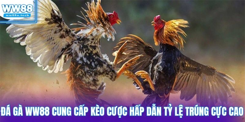 Đá gà WW88 cung cấp kèo cược hấp dẫn tỷ lệ trúng cực cao