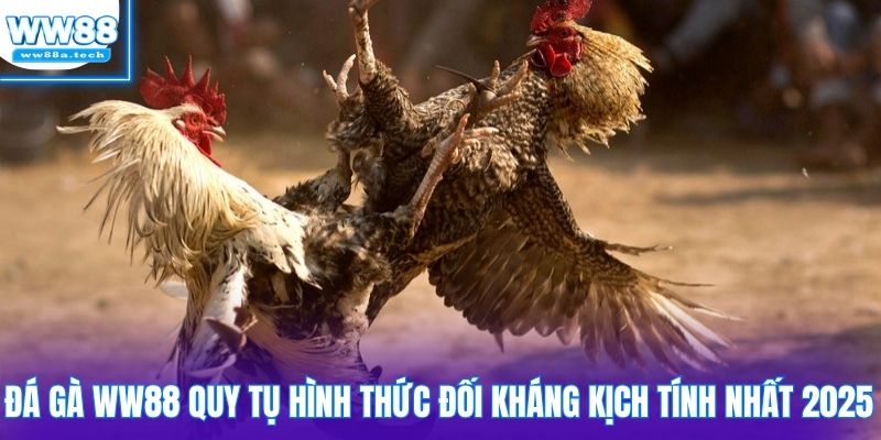 Đá gà WW88 quy tụ hình thức đối kháng kịch tính nhất 2025
