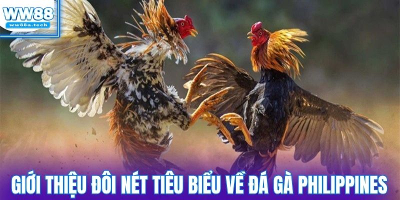 Giới thiệu đôi nét tiêu biểu về đá gà Philippines
