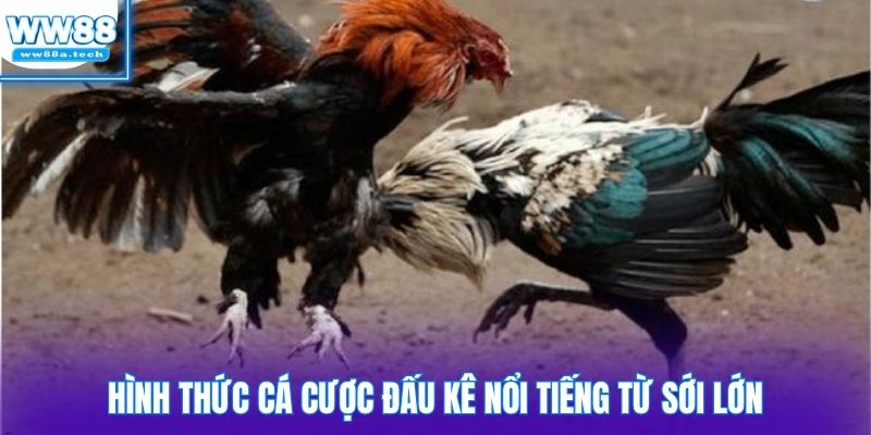 Hình thức cá cược đấu kê nổi tiếng từ sới lớn