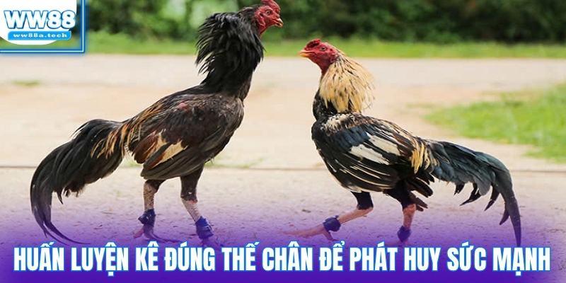 Huấn luyện kê đúng thế chân để phát huy tối đa sức mạnh