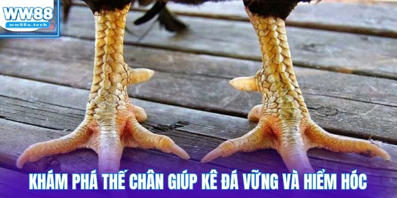 Khám phá các thế chân giúp chiến kê đá vững và hiểm hóc