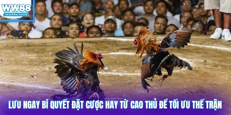 Lưu ngay bí quyết đặt cược hay từ cao thủ để tối ưu thế trận