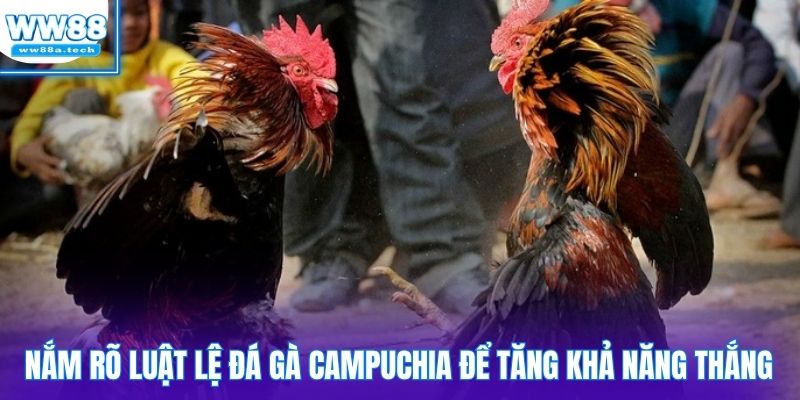 Nắm rõ luật lệ đá gà Campuchia để tăng khả năng thắng