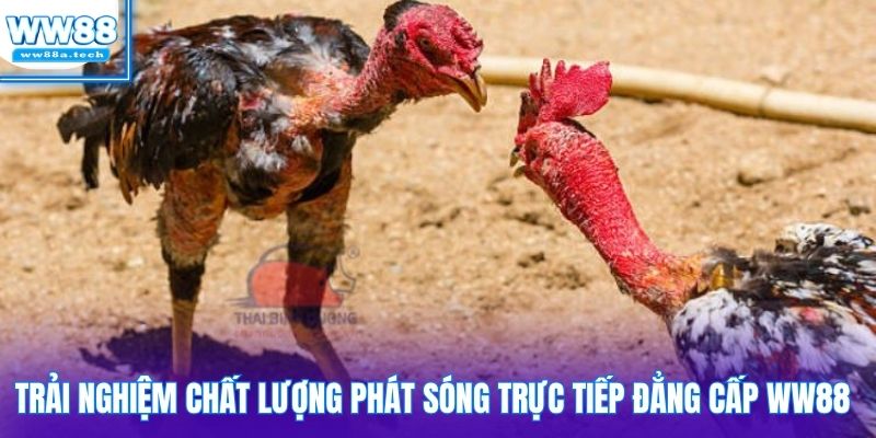 Trải nghiệm chất lượng phát sóng trực tiếp đẳng cấp WW88