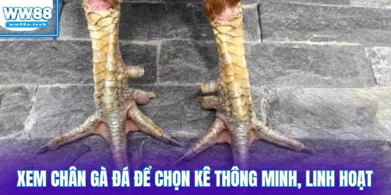 Xem chân gà đá để chọn chiến kê thông minh và linh hoạt