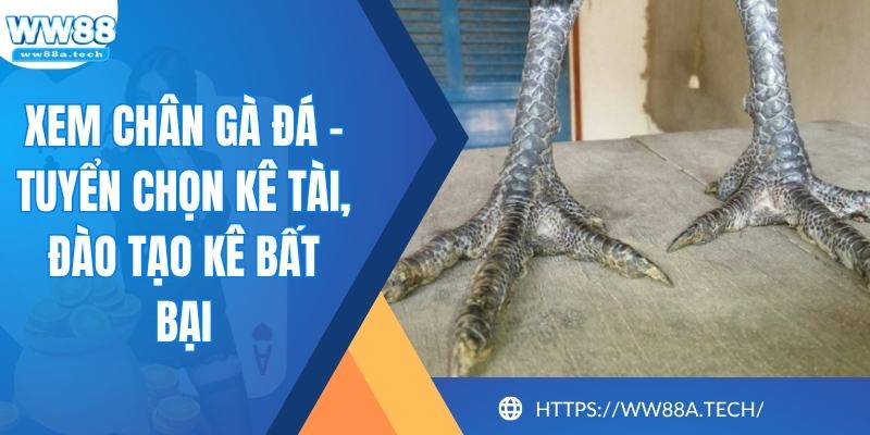 Xem Chân Gà Đá - Tuyển Chọn Kê Tài, Đào Tạo Kê Bất Bại